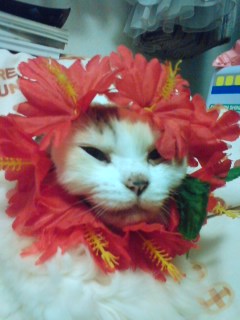 �c�I�c�c�I�I�I�i����