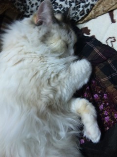 �X�J�[�g�̏��