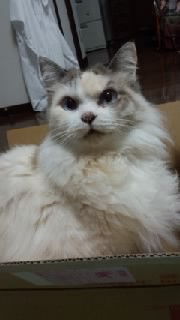 �e�o�J�L�o�J�����̃o�J