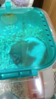 �n���q�i���j