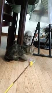 �����čR��(��)