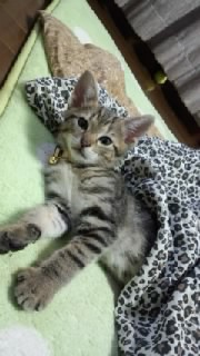 �܂��ł���