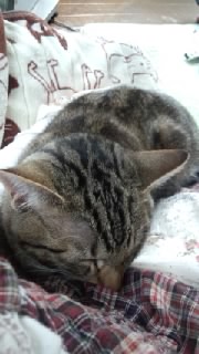 ���̂�������