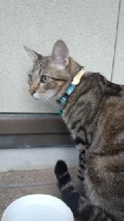 �����̂��I