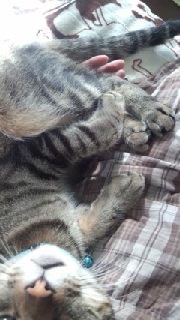 ���̓���