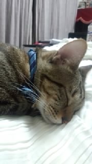 ���傱���Ƌv�X