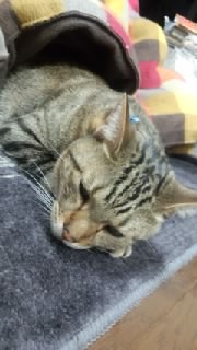 �R�^�c����