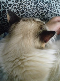 �O���I��