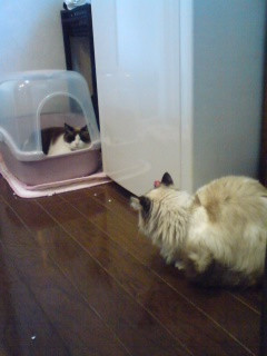 ���Ă�����