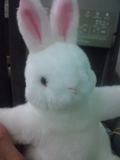 �V�����ɂ�